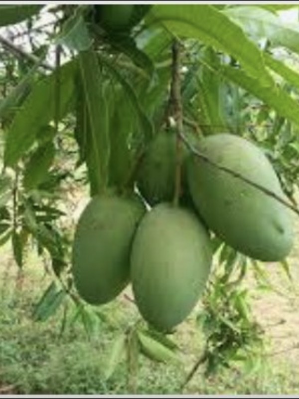Imam Pasand Mangoes